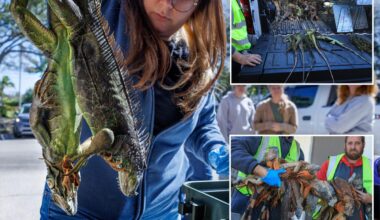 Frozen iguanas come with Florida cold, wildlife officials encourage killing reptiles