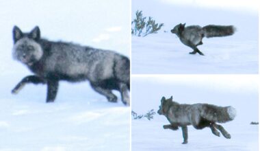 Highly elusive Sierra Nevada red fox spotted for the first time ever in CA mountains