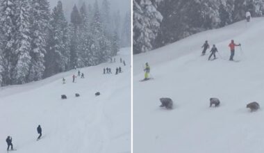 Family of bears stopped skiers in their tracks at North Lake Tahoe Resort