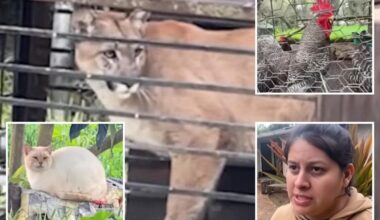 Hungry mountain lion trapped in SoCal family's backyard