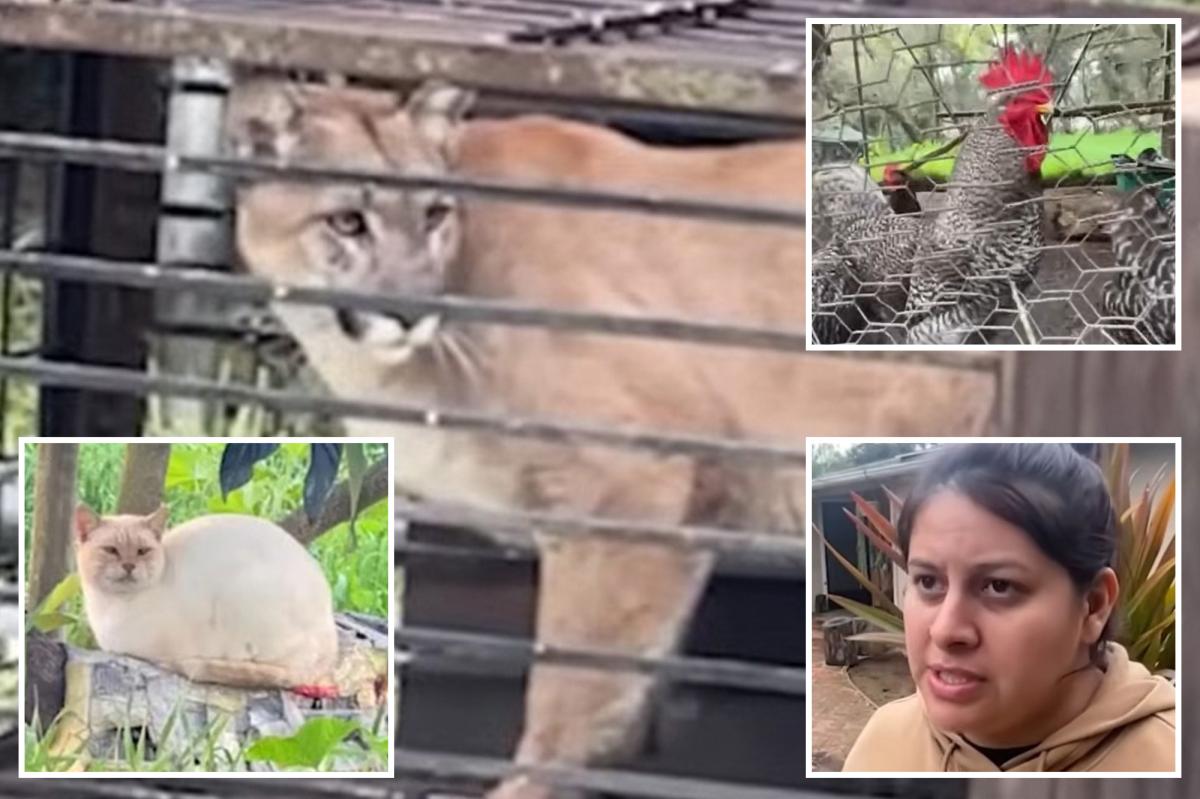 Hungry mountain lion trapped in SoCal family's backyard