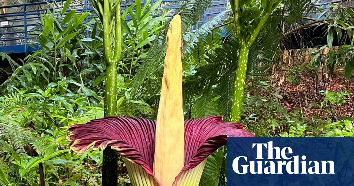 Let a thousand stinky blossoms bloom: how Australia became the world’s corpse flower destination | Environment