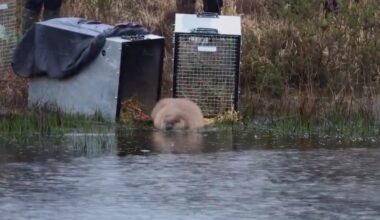Beaver 'Blind Date' Was a Reintroduction Milestone