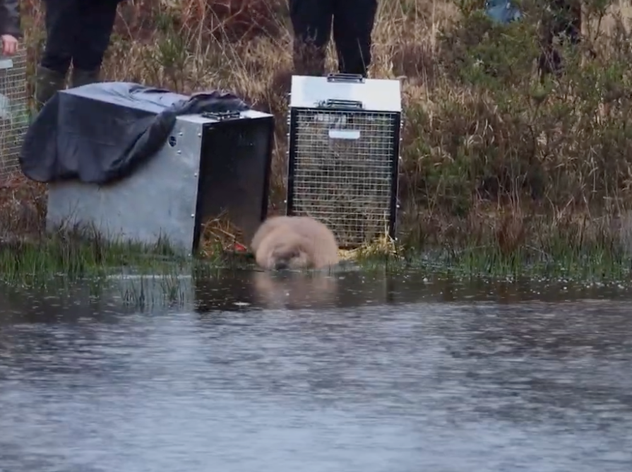 Beaver 'Blind Date' Was a Reintroduction Milestone