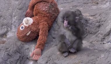 Everyone's Rooting for Lonely Baby Monkey and His IKEA Toy