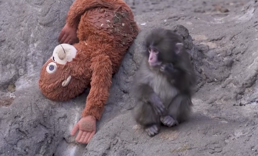 Everyone's Rooting for Lonely Baby Monkey and His IKEA Toy