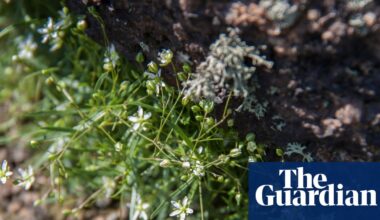 ‘Nothing is sacred to them’: the race to save rare plants as Russian troops advance | Ukraine