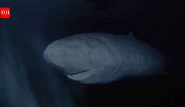 ‘It was born before Isaac Newton’: Greenland shark that may have lived since the 1600s goes viral |
