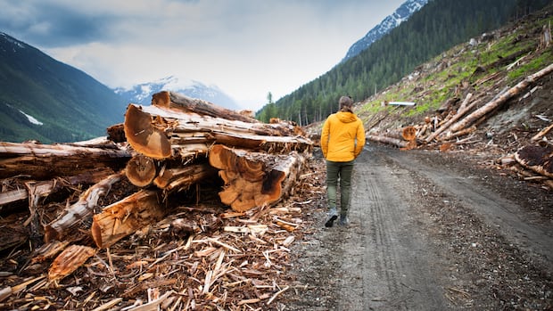 B.C. forestry review calls for more transparent data, assessment of old-growth trees