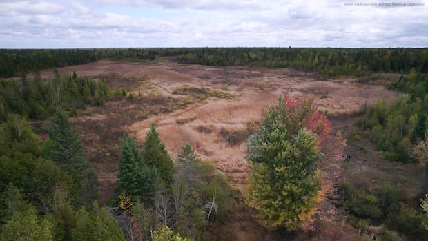 South Ottawa wetlands donated to Nature Conservancy for long-term protection