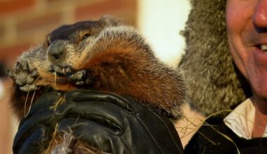 Fred the groundhog predicts early spring in Quebec, aligning with fellow Canadian rodents