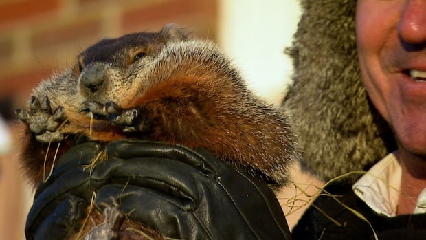 Fred the groundhog predicts early spring in Quebec, aligning with fellow Canadian rodents