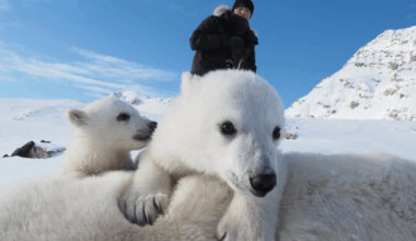 Something Unexpected Is Happening With Norway’s Polar Bears – Mother Jones