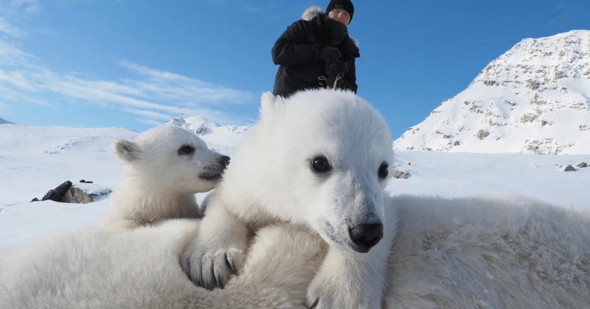 Something Unexpected Is Happening With Norway’s Polar Bears – Mother Jones