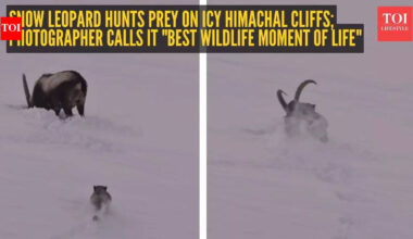 Watch: Snow leopard hunts prey on icy Himachal cliffs; photographer calls it "best wildlife moment of life" |