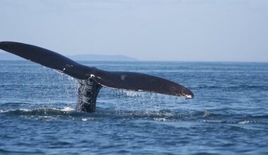 Canada rolls out whalesafe strategy to curb right whale entanglements