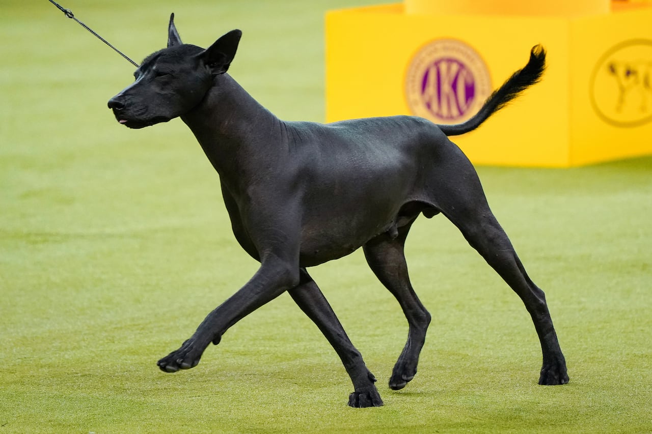 A sleek dark dog