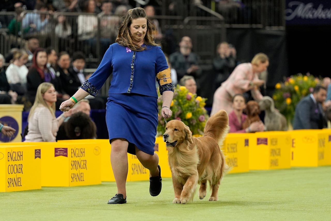 A woman in blue leads a gold coloured dog around the ring