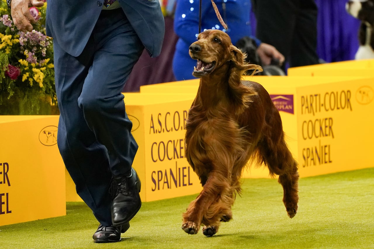 A long haired red setter with its handler