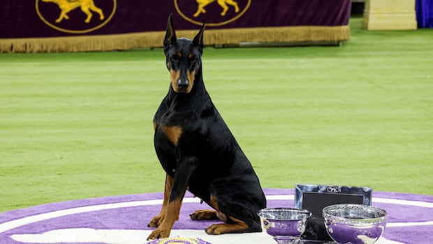 Doberman pinscher Penny wins the 150th Westminster Kennel Club Dog Show