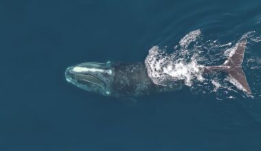 New DFO plan promotes 'whalesafe' fishing gear to prevent deadly entanglements