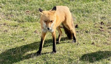 Feeding wild animals like foxes does more harm than good, Islanders warned
