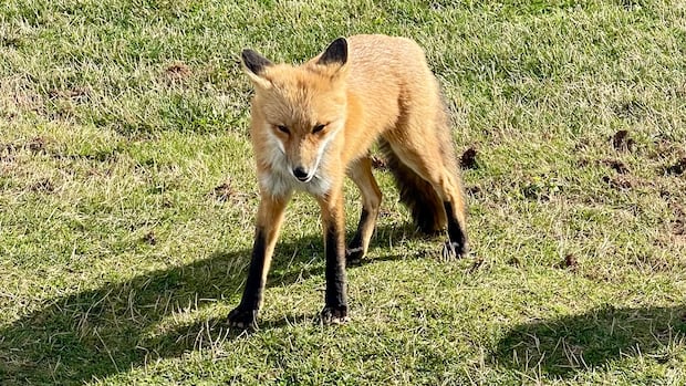 Feeding wild animals like foxes does more harm than good, Islanders warned