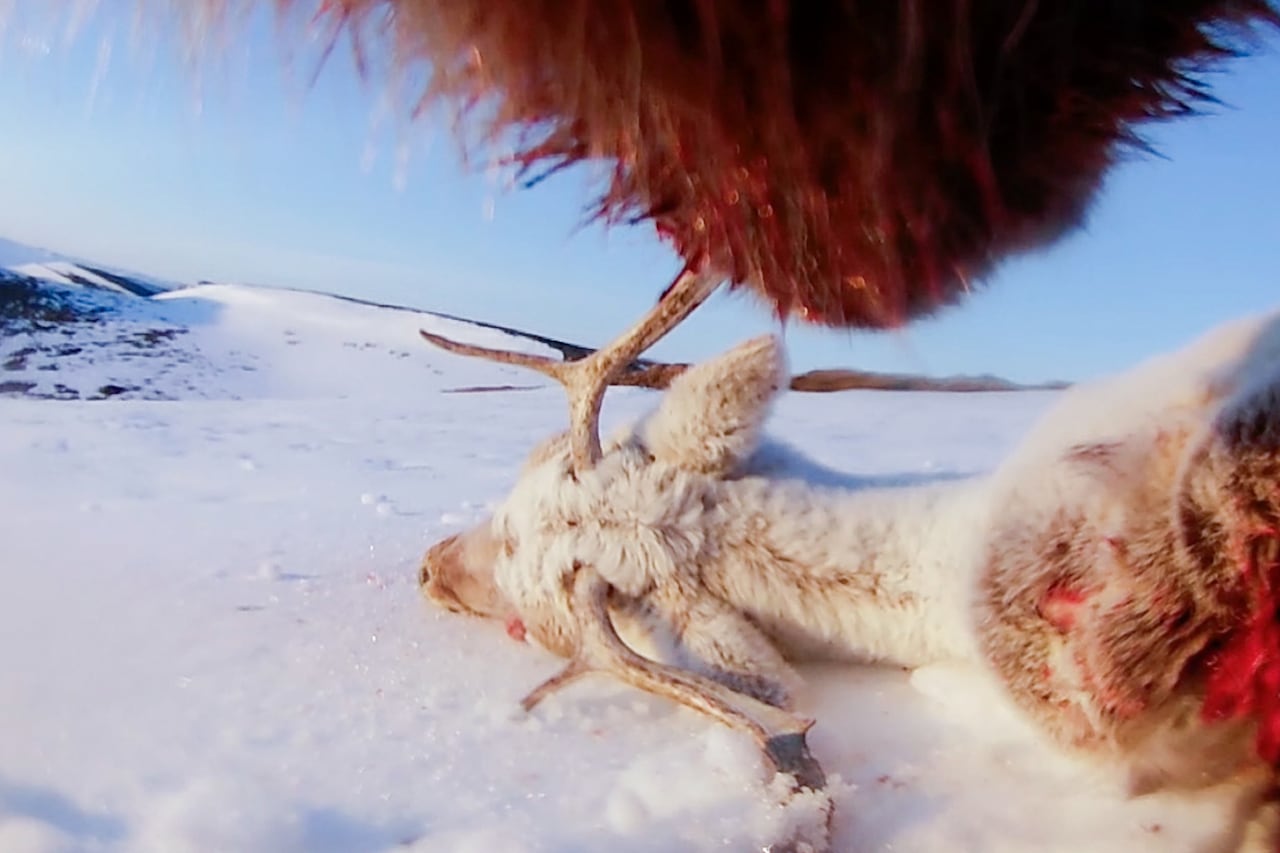A caribou carcass on the snow, seen close up from beneath a bear's bloody snout.