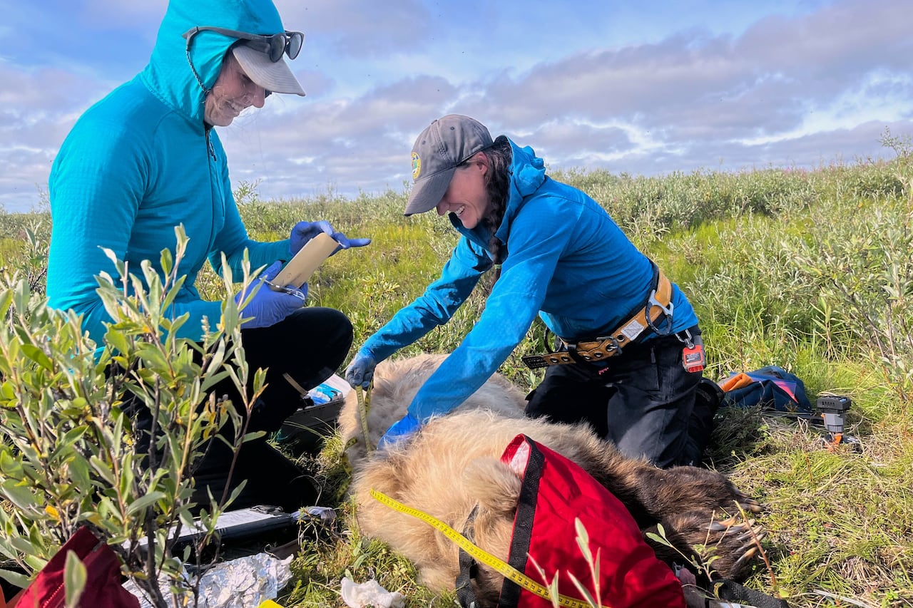 Two people working over a furry animal lying in some brush.