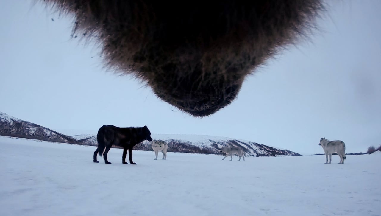 A pack of wolves is seen on a frozen plain from beneath a bear's snout.