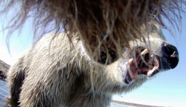 Collar cams offer a bear's-eye view into the lives of grizzlies on Alaska's North Slope