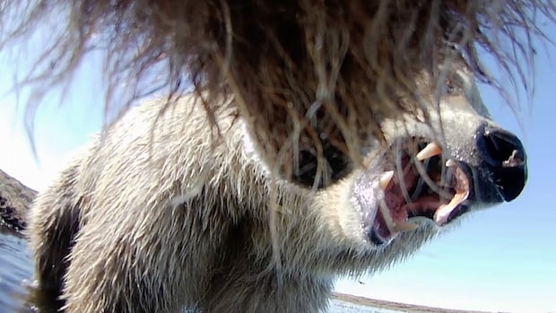 Collar cams offer a bear's-eye view into the lives of grizzlies on Alaska's North Slope