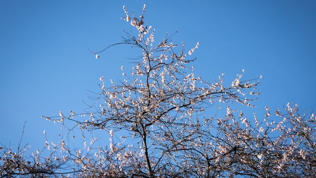 Will this be Vancouver's first snow-free winter in 43 years?