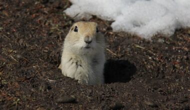 Emergency use of banned strychnine needed to counter 'exponential damage' done by gophers, advocates say