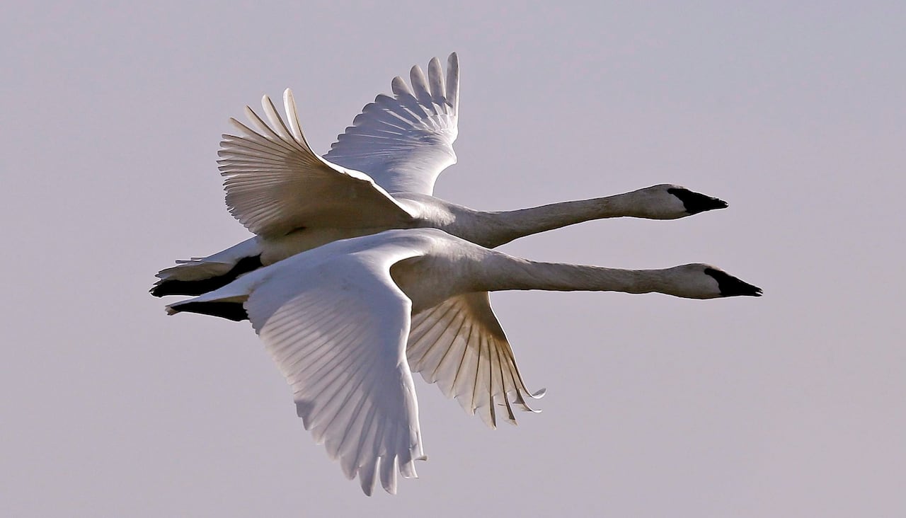 Two white swans fly next to each other.