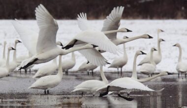 Tundra swan, mourning dove hunting seasons proposed in Manitoba