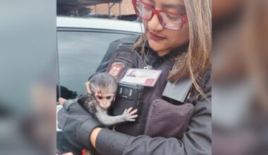 Baby Monkey Found Crying Near Light Pole Clings To Rescuer Who Saved Him
