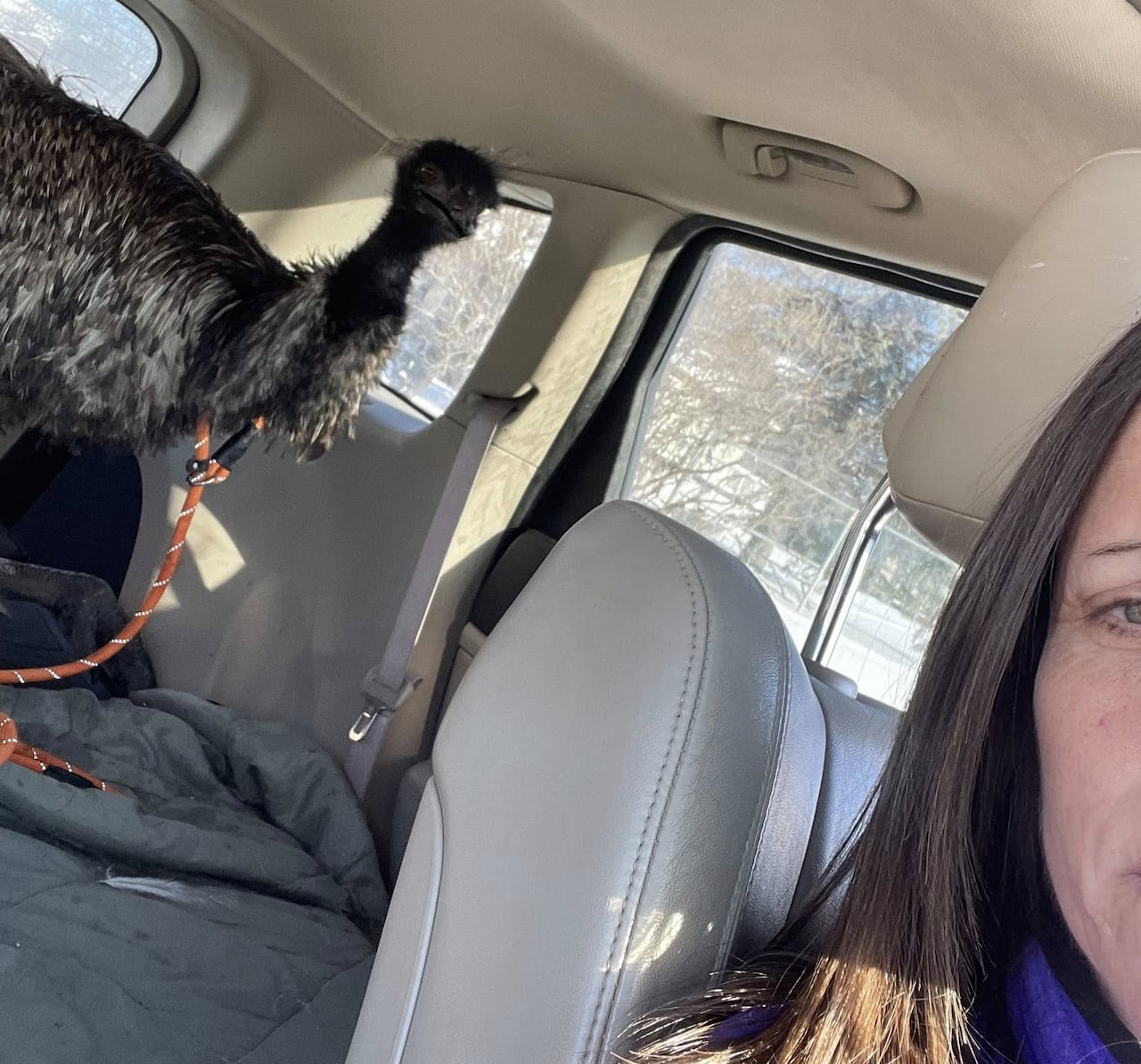 Tracy Foley, the canine coordinator who coaxed Enzo into a vehicle using a dog leash, took this photo after Enzo's rescue. 