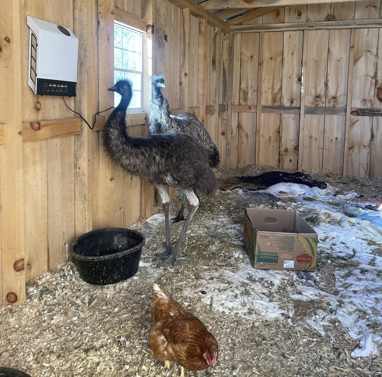 Enzo (along with another enu named Blue, plus a chicken) in her coop. 