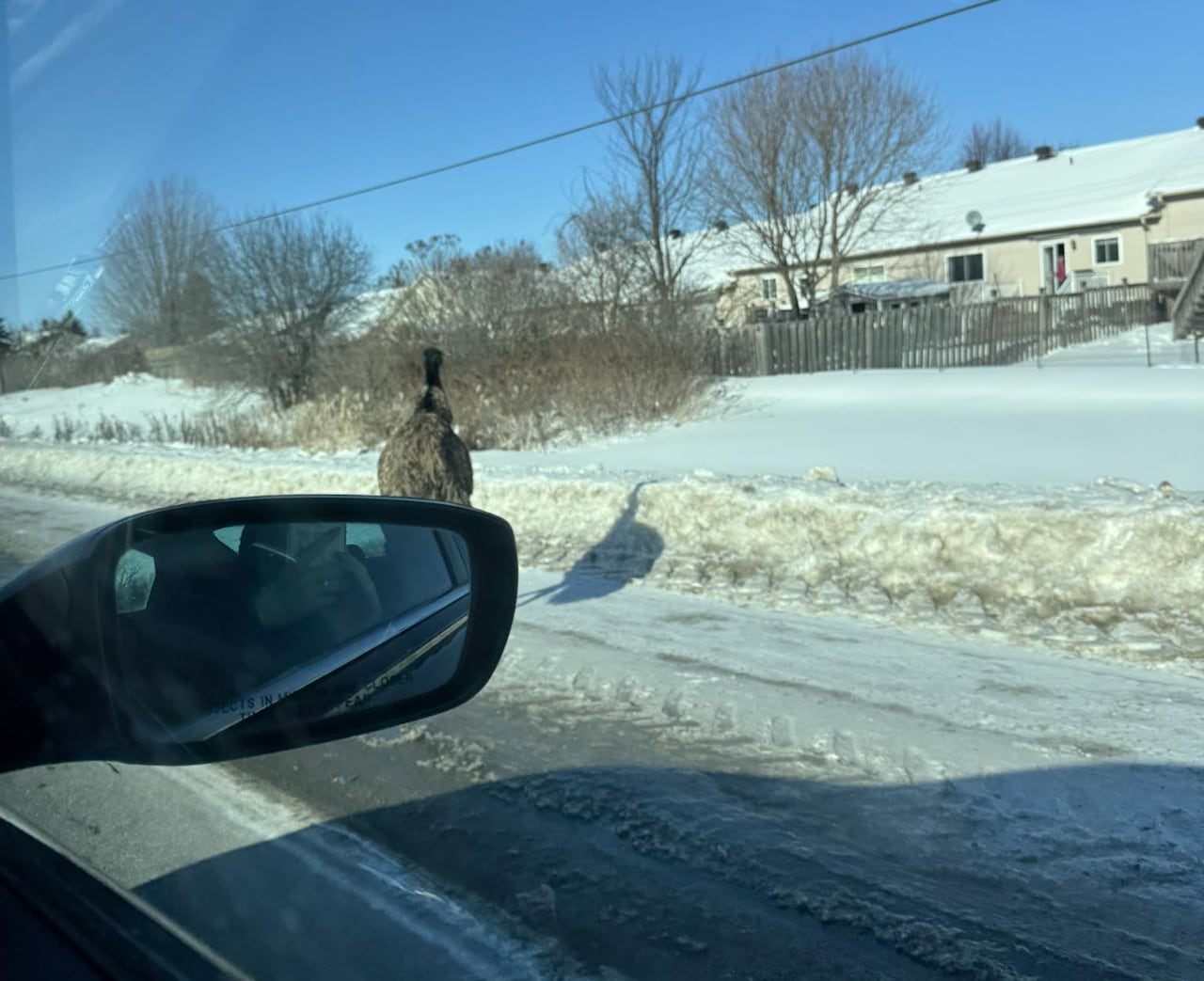 This photo of Enzo on the loose was posted on social media on the afternoon of Feb. 2.