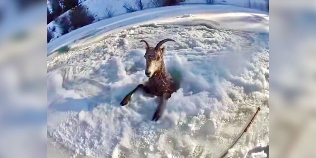 Rescuers Find 'Frozen Icicle' Sheep In River And Race To Save Her Life