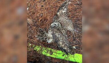 They Thought This Owl Was 'Dead' In A Soccer Net — Then They Saw A Flutter