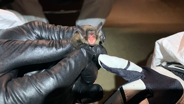 Land & Sea: Bats on the Brink