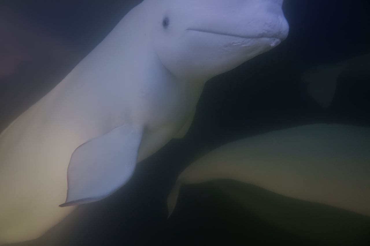 An underwater image of one beluga whale head with another beluga's tail seen leaving frame