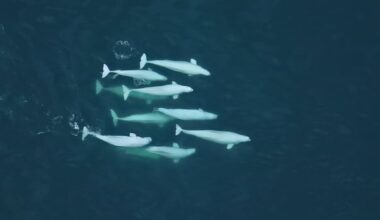 Feb 7: Belugas swap mates for survival, and more...