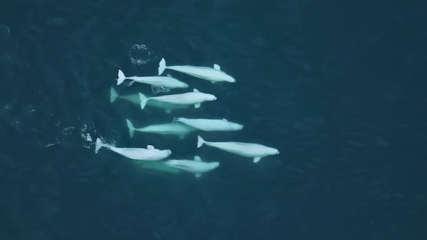 Feb 7: Belugas swap mates for survival, and more...