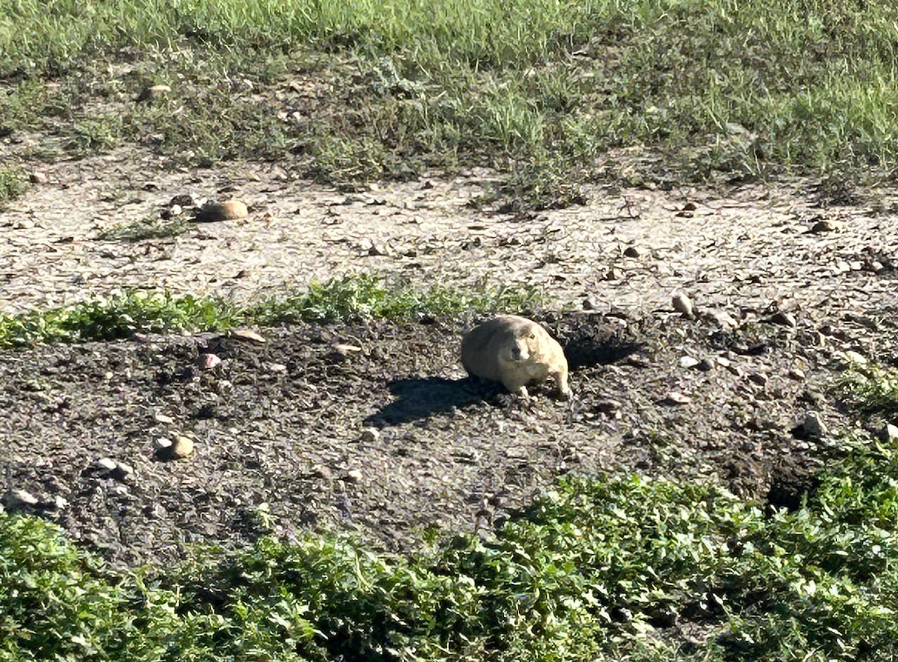 A prairie dog emerges from its hole.