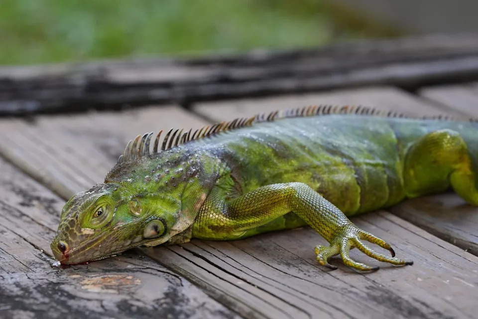 A cold-stunned green iguana, which is alive but immobile, lays on a deck in South Miami, Florida. The owner of Bucks Coal Fired Pizza in North Palm Beach made a pizza using bacon, venison, and the meat from an iguana in a viral Instagram video (Copyright 2026 The Associated Press. All rights reserved.)