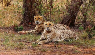 Namibian cheetah Aasha gives birth to five cubs, India's Cheetah count rises to 35 Cheetah cubs