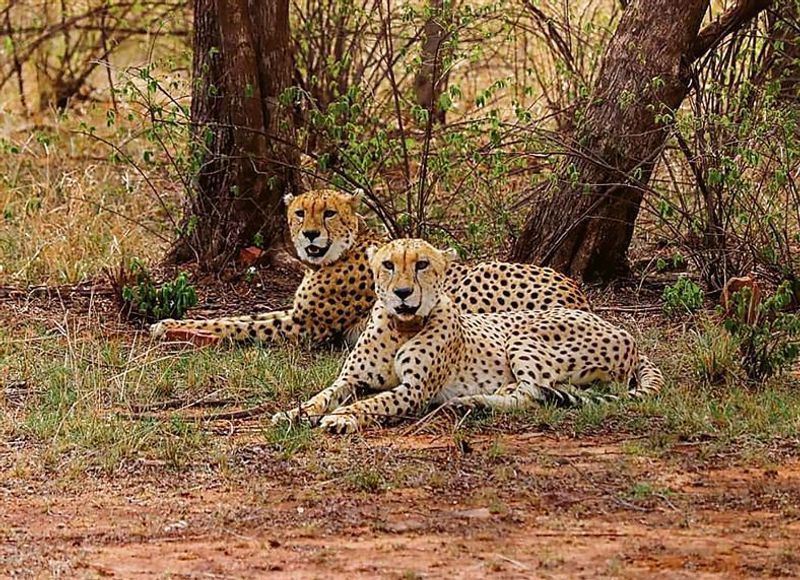 Namibian cheetah Aasha gives birth to five cubs, India's Cheetah count rises to 35 Cheetah cubs
